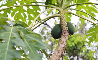 El Árbol por su Fruto se Conoce